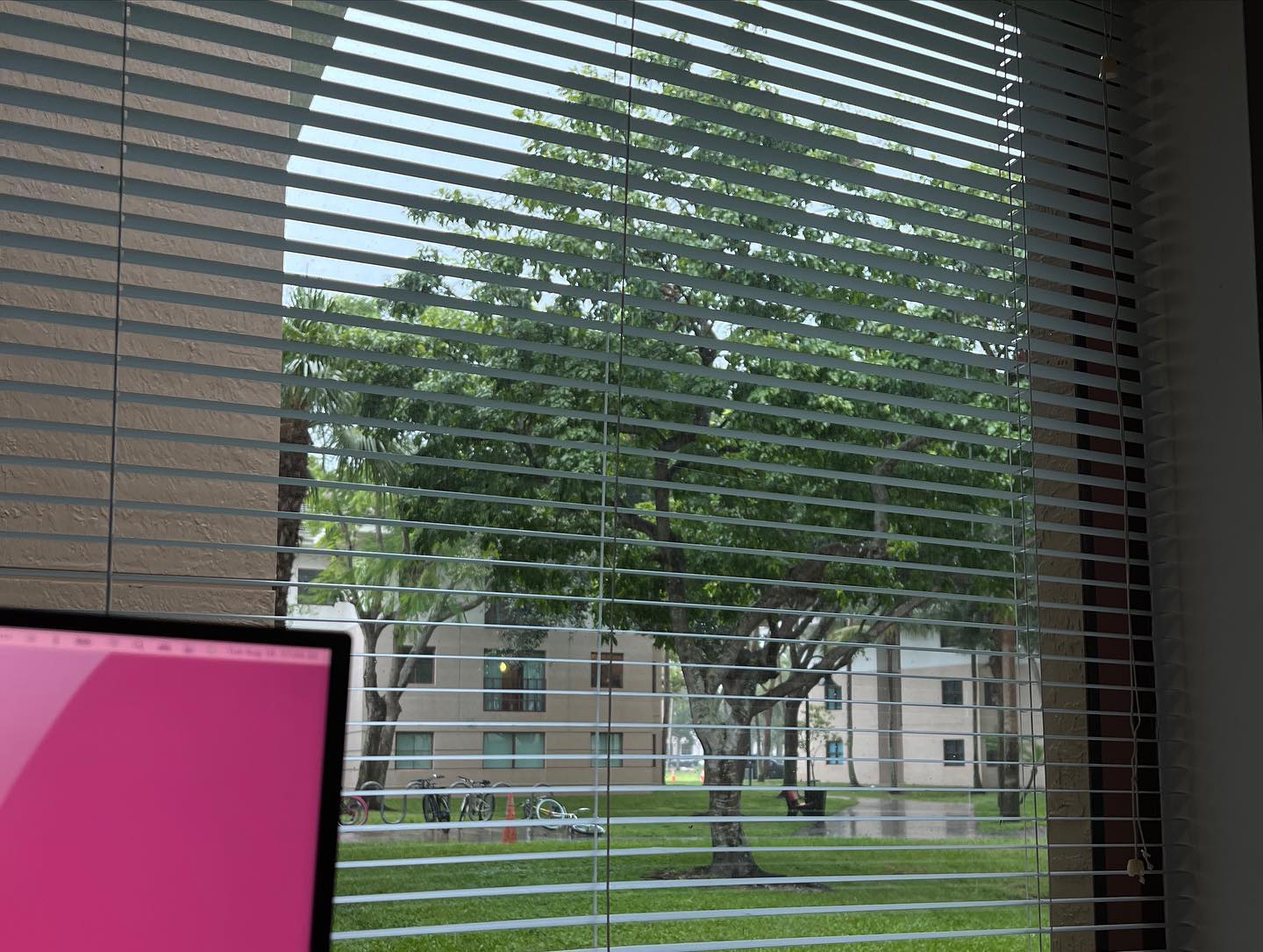 The view through a dorm window of green trees, palms, and a campus building at the Wilkes Honors College, with the edge of a glowing laptop screen in the foreground.