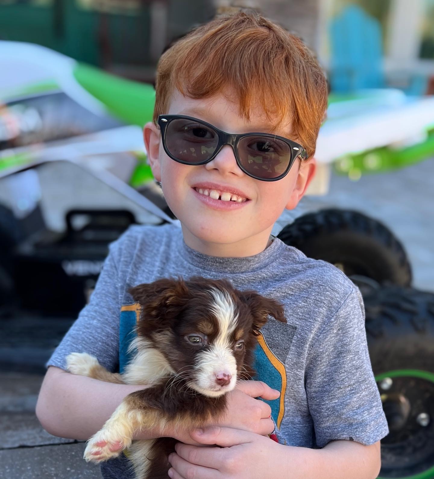 A small blue merle mini Aussie puppy with a red collar standing beside the large knobby tire and green rim of a power wheelchair on the grass.