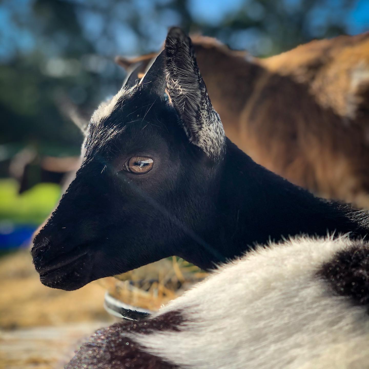 A close profile of a black goat with white face markings, with a brown-and-white goat resting in the sun behind it.