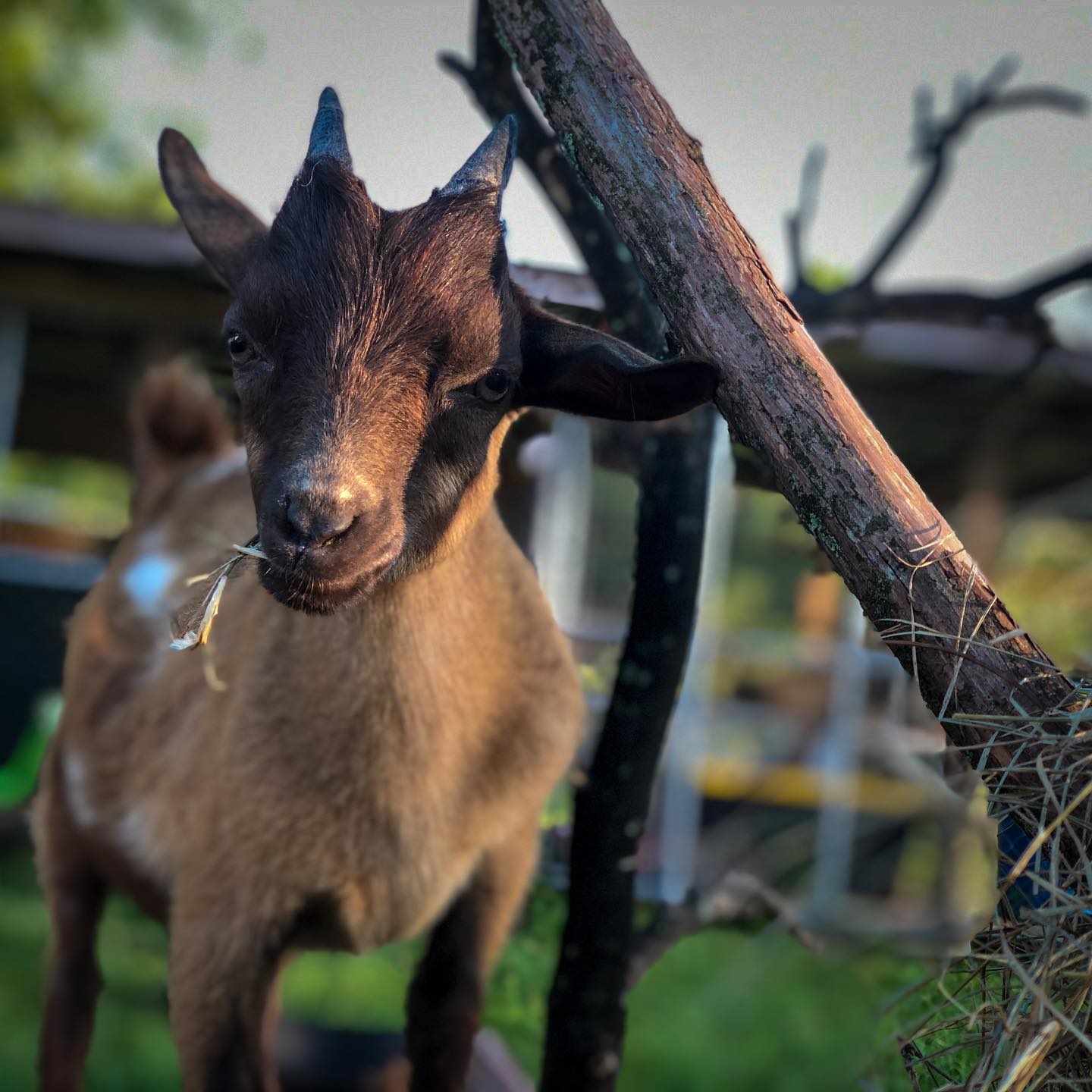 A young brown goat with small dark horns standing near a wooden post and a pile of hay at golden hour, a few strands hanging from its mouth.