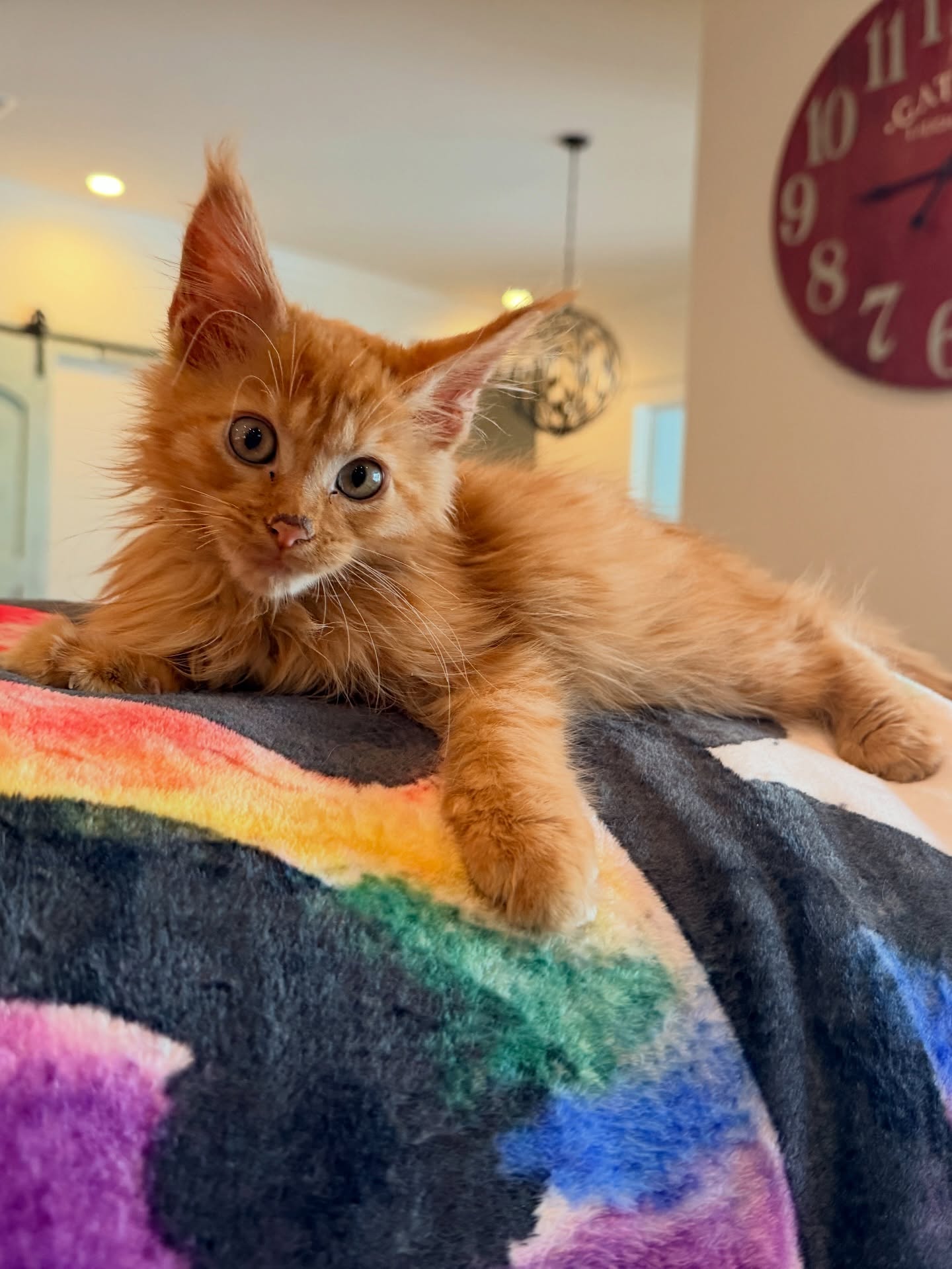 A fluffy orange Maine Coon kitten lounging across a rainbow-striped blanket indoors beneath a red wall clock.