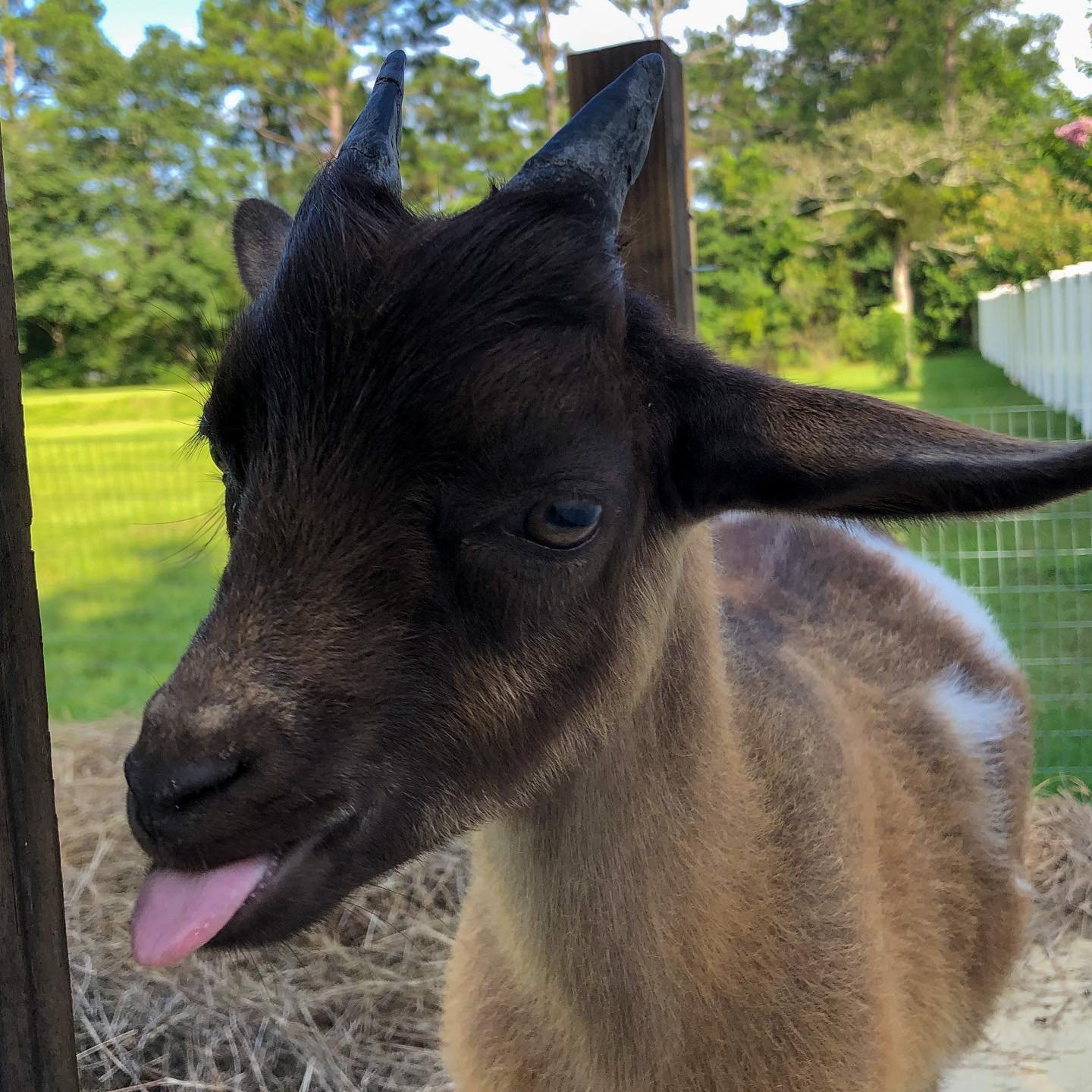 A dark goat with floppy ears sticking its tongue out near a fence post, with green grass and a white fence behind it.