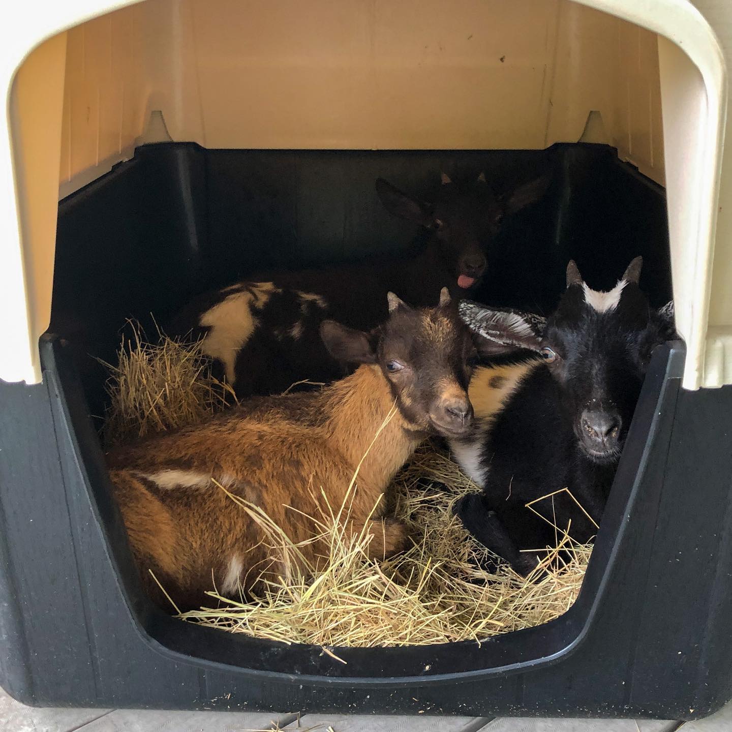 A brown goat, a black goat, and a spotted goat all piled together in a hay-filled plastic shelter, one with its tongue out at the back.