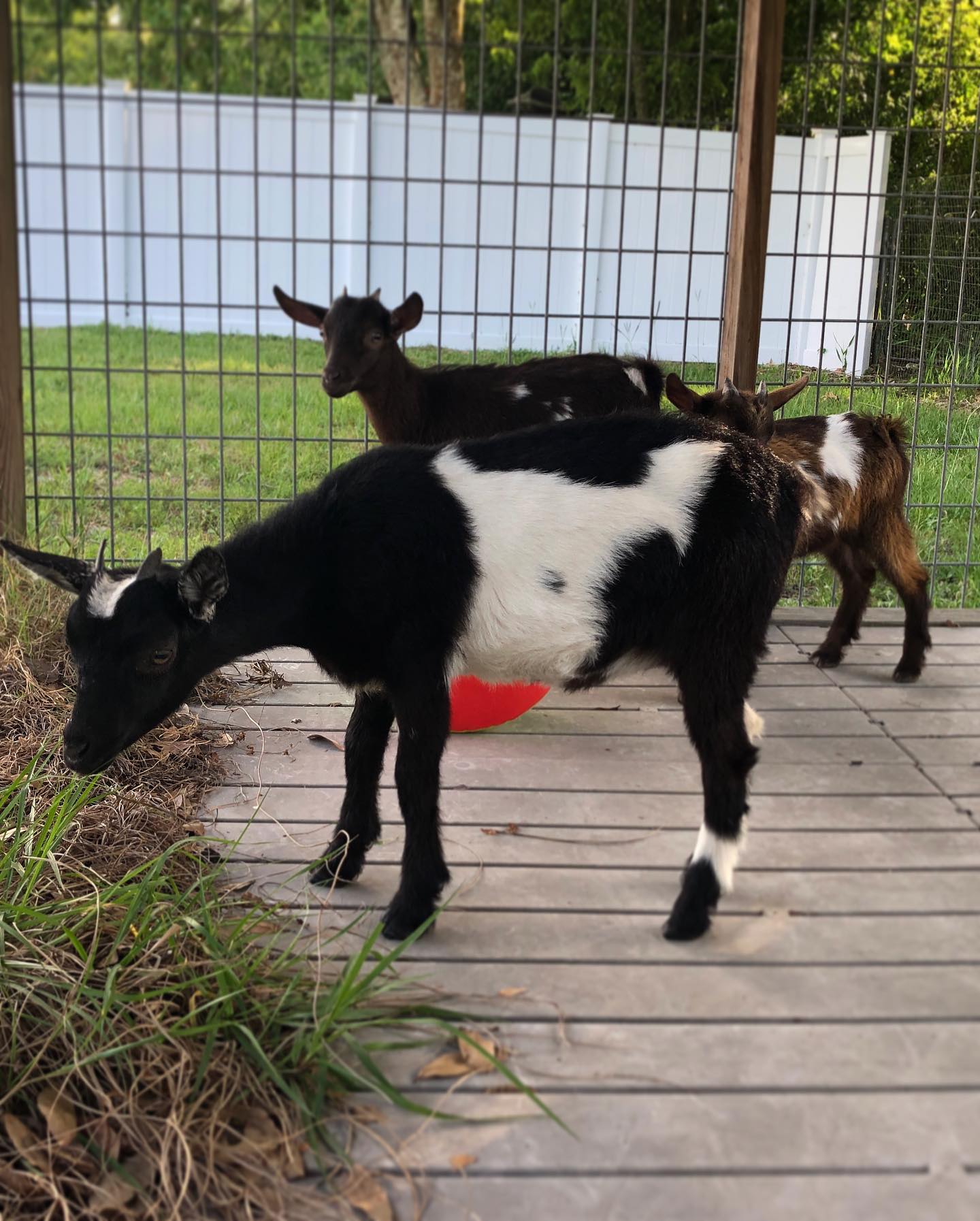 Three goats milling around on a wooden deck in front of a white fence, one black-and-white goat in front, a brown-and-white one behind, and a dark goat looking over its shoulder.