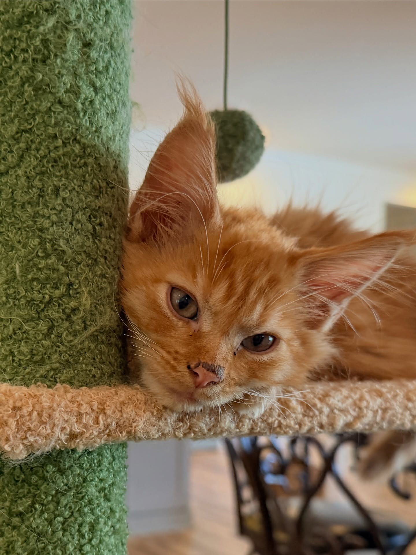 A fluffy orange Maine Coon kitten perched on a green-and-white cat tree, looking down at a larger pale pointed cat reaching up the scratching post in a bright kitchen.