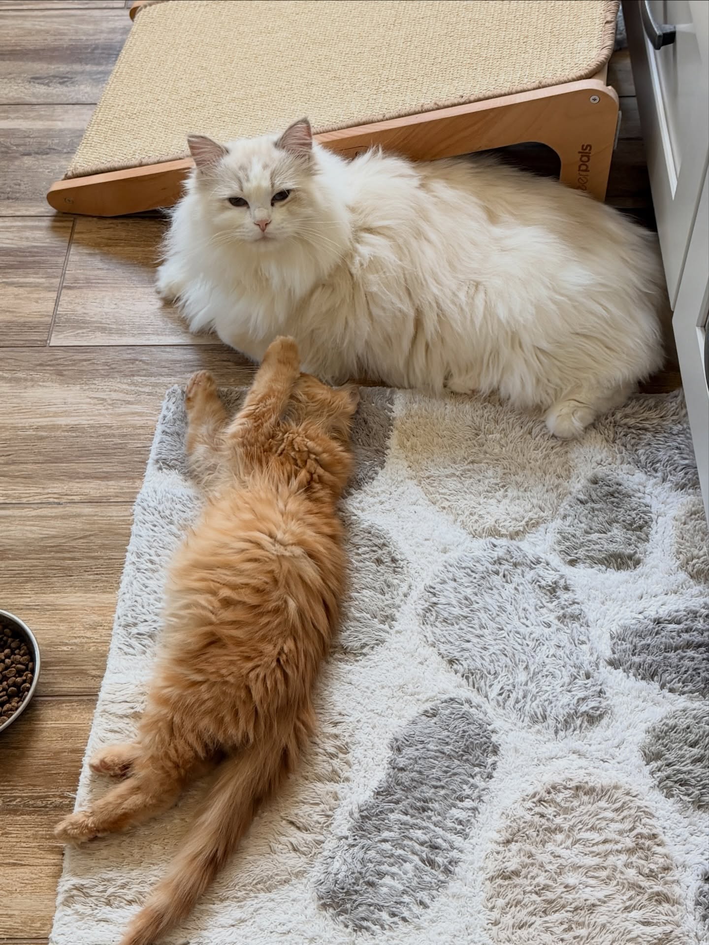 A pale fluffy cat and an orange Maine Coon lying close together on a tile floor and patterned rug, both relaxed and stretched out near a food bowl.